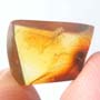 Rare Jumping Plant Lice In Dominican Amber