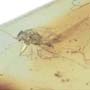 Rare Jumping Plant Lice In Dominican Amber