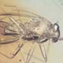 Rare Jumping Plant Lice In Dominican Amber
