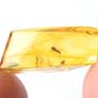 Rare Jumping Plant Lice In Dominican Amber