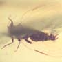 Rare Jumping Plant Lice In Dominican Amber