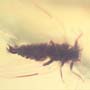 Rare Jumping Plant Lice In Dominican Amber