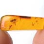 Rare Jumping Plant Lice In Dominican Amber