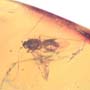 Rare Jumping Plant Lice In Dominican Amber