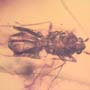 Rare Jumping Plant Lice In Dominican Amber