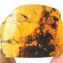 Rare Jumping Plant Lice In Dominican Amber