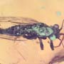 Rare Jumping Plant Lice In Dominican Amber