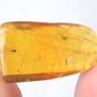 Rare Jumping Plant Lice In Dominican Amber