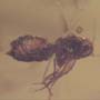 Rare Jumping Plant Lice In Dominican Amber