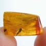Rare Jumping Plant Lice In Dominican Amber
