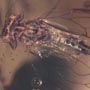 Rare Jumping Plant Lice In Dominican Amber