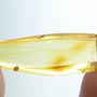 Rare Jumping Plant Lice In Dominican Amber