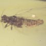 Rare Jumping Plant Lice In Dominican Amber