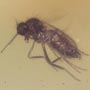 Rare Jumping Plant Lice In Dominican Amber