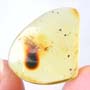 Rare Jumping Plant Lice In Dominican Amber