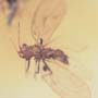 Rare Jumping Plant Lice In Dominican Amber