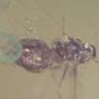 Rare Jumping Plant Lice In Dominican Amber