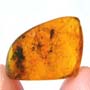 Rare Jumping Plant Lice In Dominican Amber