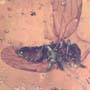 Rare Jumping Plant Lice In Dominican Amber