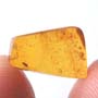 Rare Jumping Plant Lice In Dominican Amber