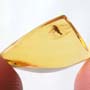 Rare Jumping Plant Lice In Dominican Amber