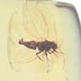 Rare Jumping Plant Lice In Dominican Amber