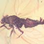 Rare Jumping Plant Lice In Dominican Amber
