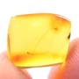 Rare Jumping Plant Lice In Dominican Amber