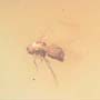 Rare Jumping Plant Lice In Dominican Amber