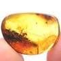 Rare Jumping Plant Lice In Dominican Amber
