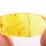 Rare Jumping Plant Lice In Dominican Amber