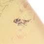 Rare Jumping Plant Lice In Dominican Amber