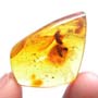 Rare Jumping Plant Lice In Dominican Amber