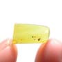 Rare Jumping Plant Lice In Dominican Amber