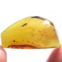 Rare Jumping Plant Lice In Dominican Amber