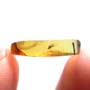 Rare Jumping Plant Lice In Dominican Amber