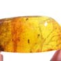 Rare Jumping Plant Lice In Dominican Amber