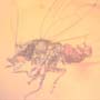 Rare Jumping Plant Lice In Dominican Amber